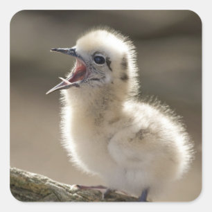 North America, Northwestern Hawaiian Islands, Square Sticker