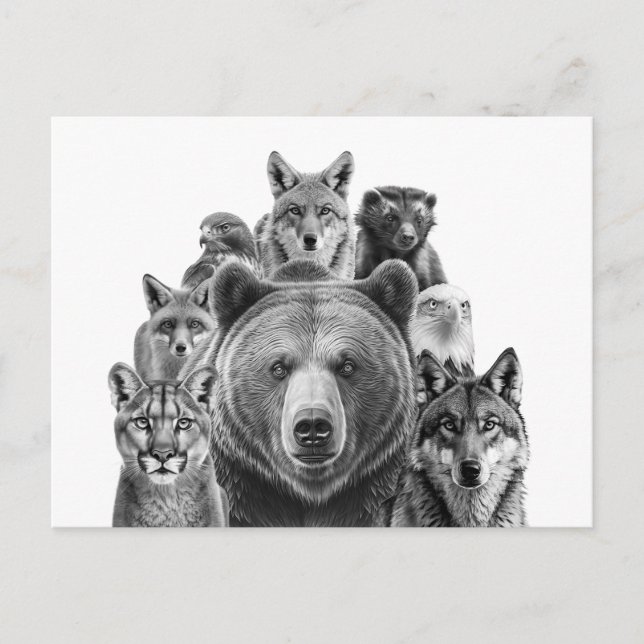 North America Predators Woodland Animals Postcard (Front)