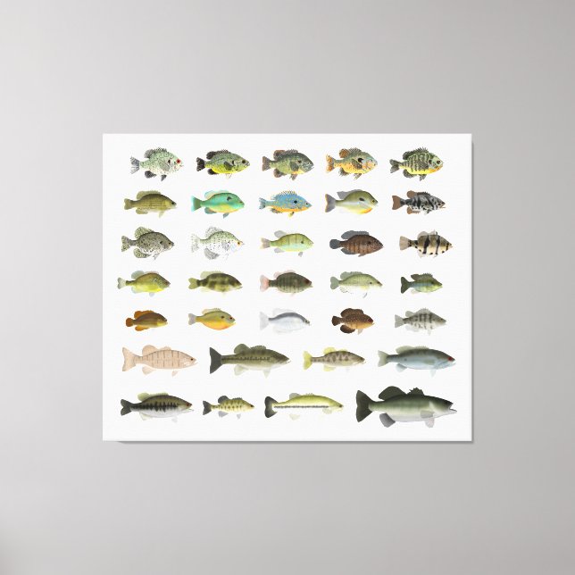 North America Sunfish Group Canvas Print (Front)