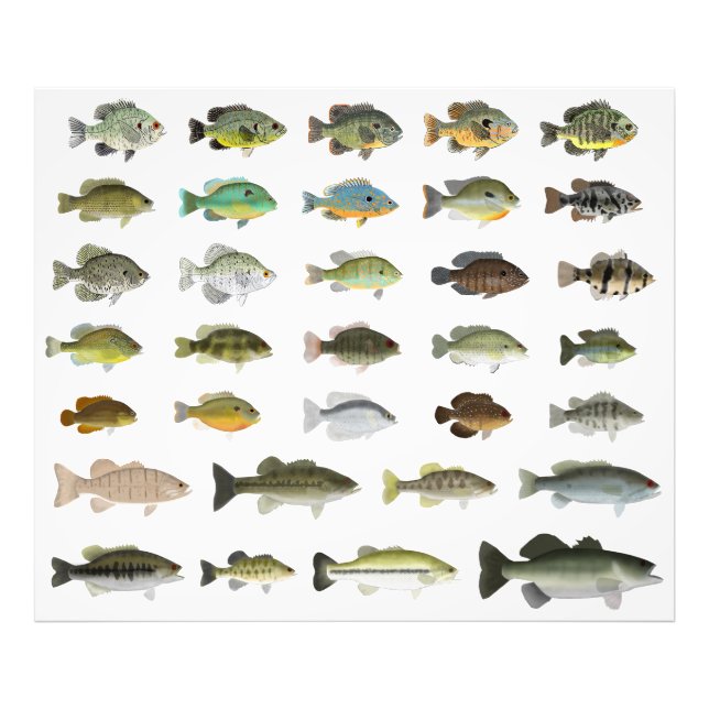 North America Sunfish Group Photo Print (Front)