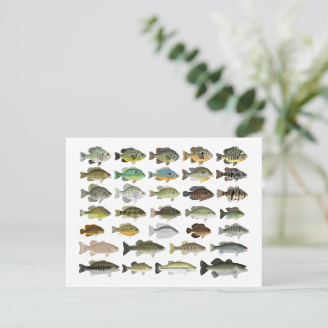 North America Sunfish Group Postcard (Standing Front)