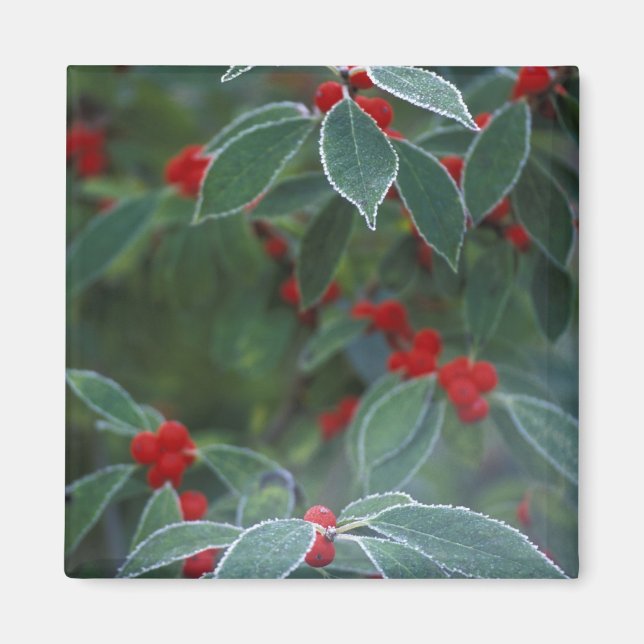 North America, United States, New England. Holly Magnet (Front)