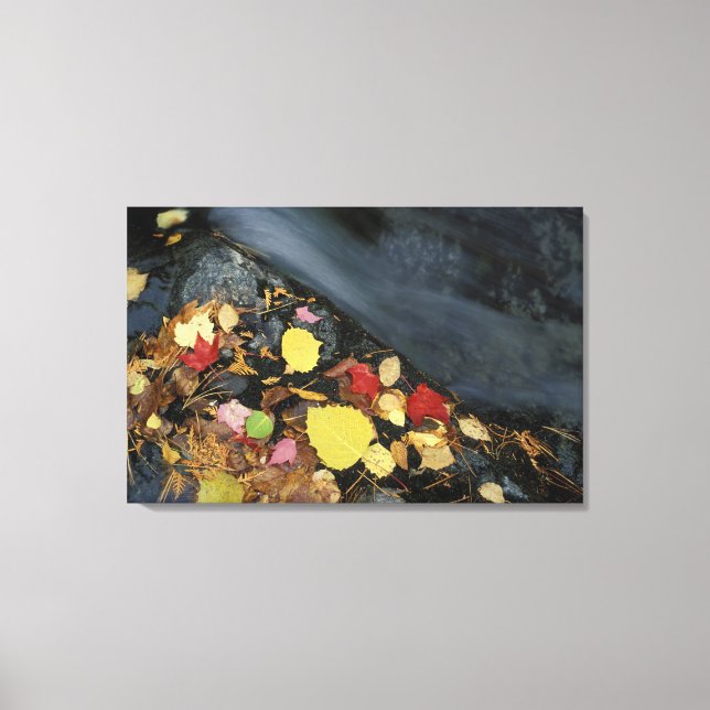 North America, US, ME, A stream in fall. Canvas Print (Front)