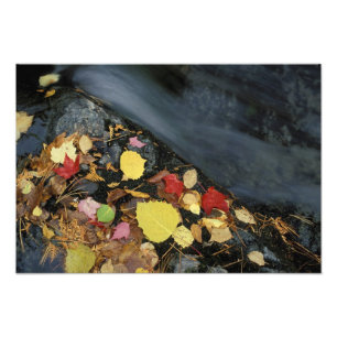 North America, US, ME, A stream in fall. Photo Print