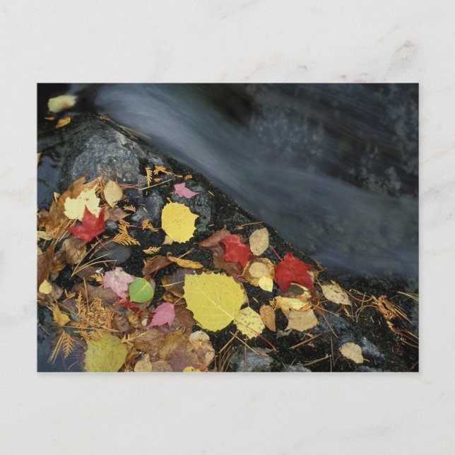 North America, US, ME, A stream in fall. Postcard (Front)
