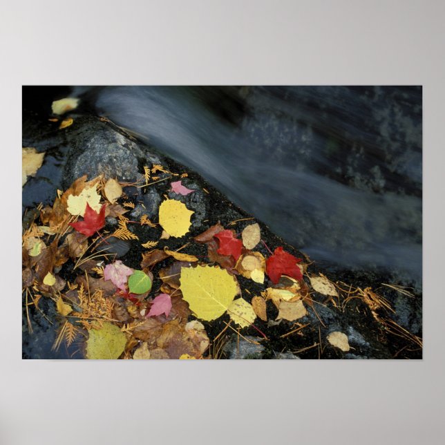 North America, US, ME, A stream in fall. Poster (Front)