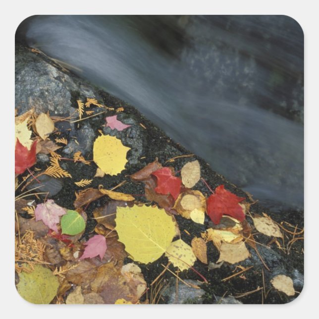 North America, US, ME, A stream in fall. Square Sticker (Front)