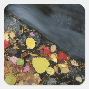 North America, US, ME, A stream in fall. Square Sticker
