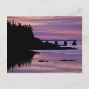 North America, US, ME, Isle Au Haut. Duck Postcard