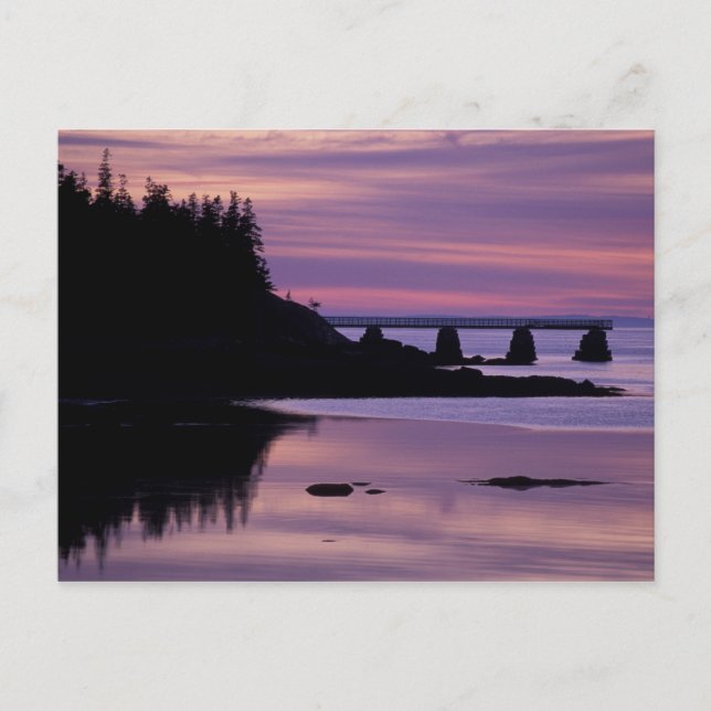 North America, US, ME, Isle Au Haut. Duck Postcard (Front)