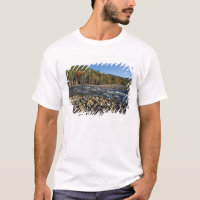 North America, US, NH, A cobble beach on the