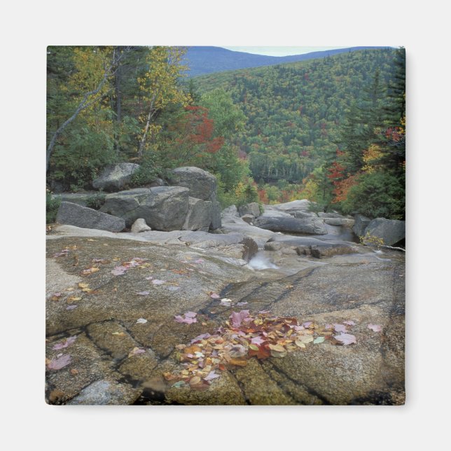 North America, US, NH, Fall foliage in New Magnet (Front)