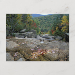 North America, US, NH, Fall foliage in New Postcard