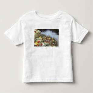 North America, US, NH, Fall in New England. Toddler T-Shirt