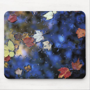 North America, US, NH, Leaves in a pond next Mouse Mat