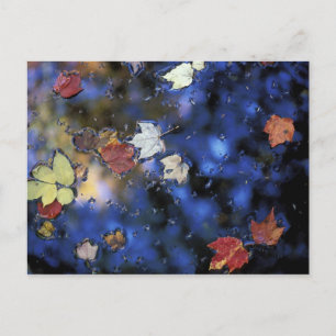 North America, US, NH, Leaves in a pond next Postcard