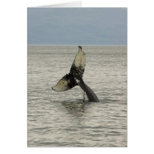 North America, USA, AK, Inside Passage. Humpback