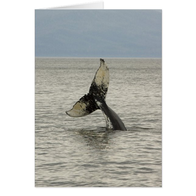 North America, USA, AK, Inside Passage. Humpback (Front)