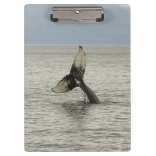 North America, USA, AK, Inside Passage. Humpback Clipboard