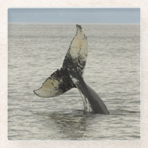 North America, USA, AK, Inside Passage. Humpback Glass Coaster