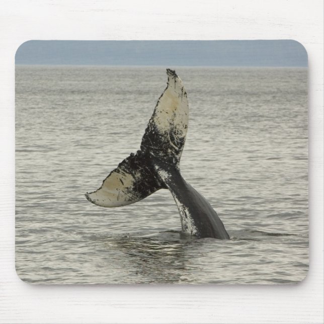 North America, USA, AK, Inside Passage. Humpback Mouse Mat (Front)