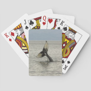 North America, USA, AK, Inside Passage. Humpback Playing Cards