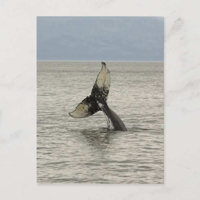 North America, USA, AK, Inside Passage. Humpback Postcard (Front)