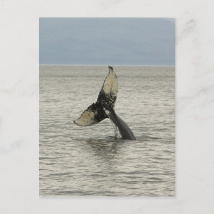 North America, USA, AK, Inside Passage. Humpback Postcard