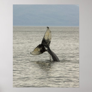 North America, USA, AK, Inside Passage. Humpback Poster