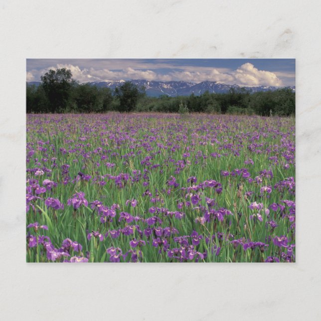 North America, USA, Alaska, Anchorage, Eklutna Postcard (Front)