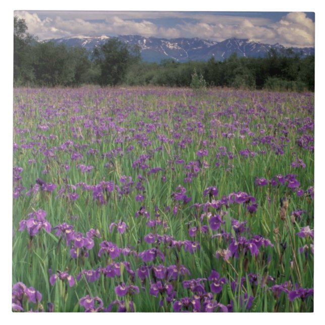 North America, USA, Alaska, Anchorage, Eklutna Tile (Front)