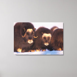North America, USA, Alaska, Arctic Circle, Canvas Print