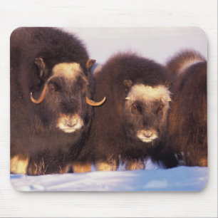 North America, USA, Alaska, Arctic Circle, Mouse Mat