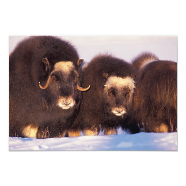 North America, USA, Alaska, Arctic Circle, Photo Print (Front)