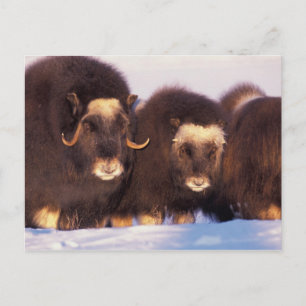 North America, USA, Alaska, Arctic Circle, Postcard