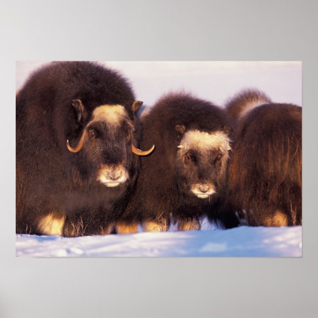 North America, USA, Alaska, Arctic Circle, Poster (Front)