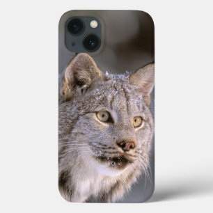 North America, USA, Alaska, Haines. Lynx (Felis 2 iPhone 13 Case