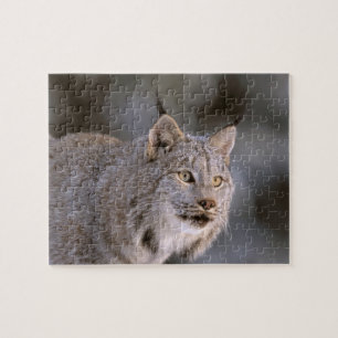 North America, USA, Alaska, Haines. Lynx (Felis 2 Jigsaw Puzzle