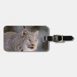 North America, USA, Alaska, Haines. Lynx (Felis 2 Luggage Tag