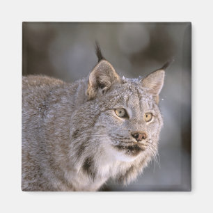 North America, USA, Alaska, Haines. Lynx (Felis 2 Magnet