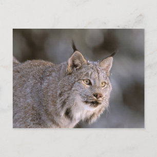 North America, USA, Alaska, Haines. Lynx (Felis 2 Postcard