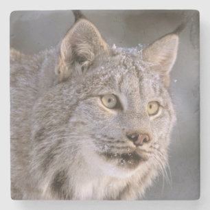 North America, USA, Alaska, Haines. Lynx (Felis 2 Stone Coaster