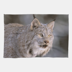 North America, USA, Alaska, Haines. Lynx (Felis 2 Tea Towel