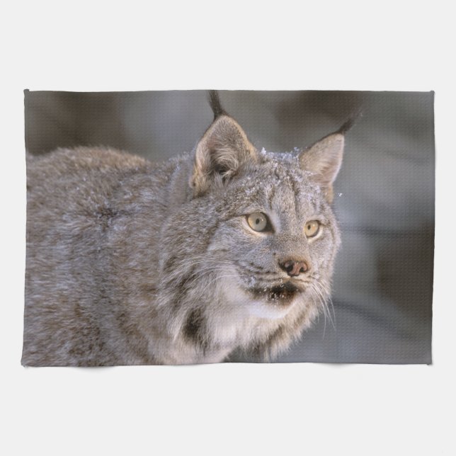 North America, USA, Alaska, Haines. Lynx (Felis 2 Tea Towel (Horizontal)