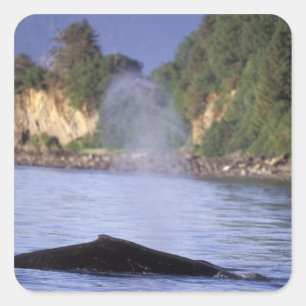 North America, USA, Alaska, Inside Passage. Square Sticker