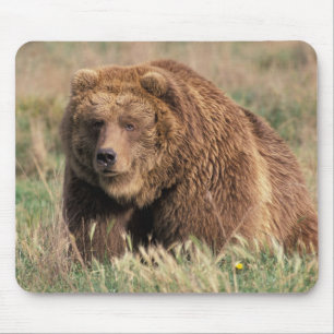 North America, USA, Alaska, Kodiak Island, Mouse Mat