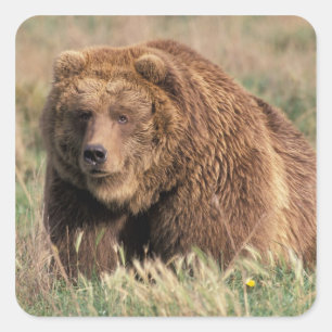 North America, USA, Alaska, Kodiak Island, Square Sticker