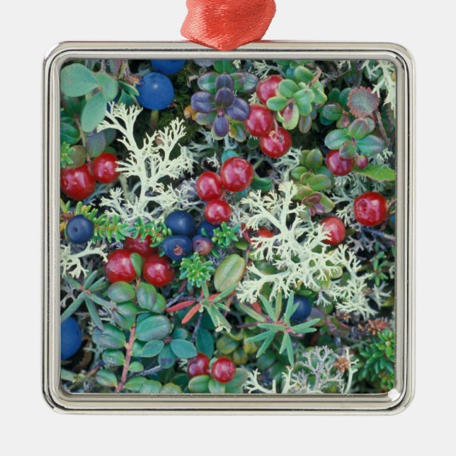 North America, USA, Alaska, Landscape, berries Metal Tree Decoration (Front)