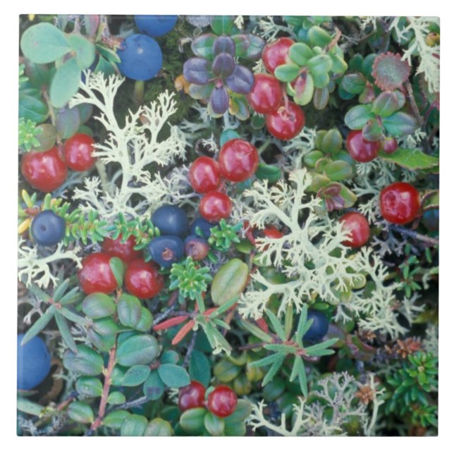 North America, USA, Alaska, Landscape, berries Tile (Front)