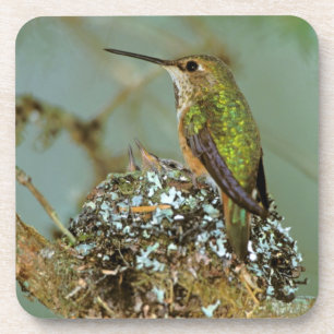 North America, USA, Alaska. Rufous Humming bird Coaster